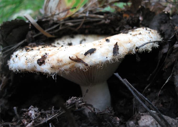 Valge riisikas Lactarius resimus